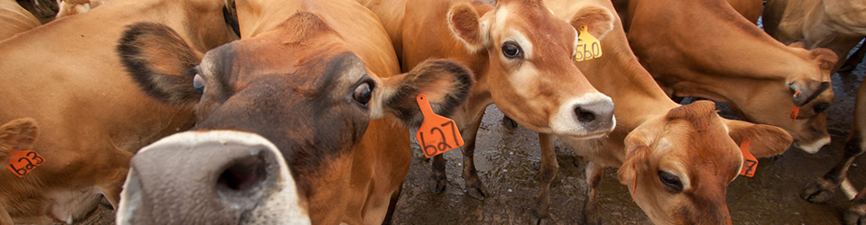 Nebraska Dairy Industry Development Board